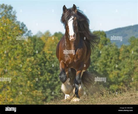 Shire Draft Horse stallion Stock Photo - Alamy