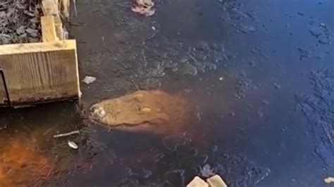 Video shows frozen alligators in spectacular brumation process - AS USA