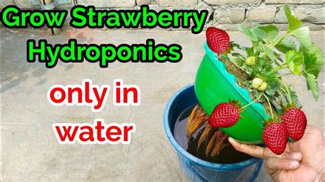 Grow Strawberry in water/Strawberries Hydroponic technique/Grow ...