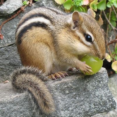 Cute Kawaii Animal: Chipmunks as Pets