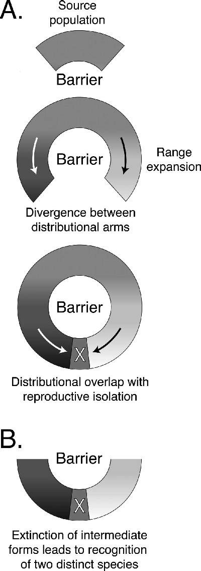 (A) An idealized diagram of the formation of a ring species. An... | Download Scientific Diagram