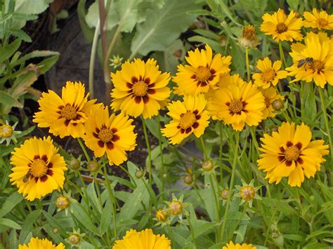 6 drought tolerant plants for your property in Chico, CA