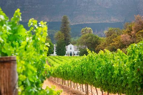 Stellenbosch Wine Tasting Guide: Where to Taste - Savored Journeys