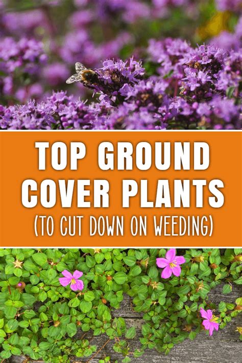 10 Fantastic Ground Cover Plants For Your Garden - Dreamley