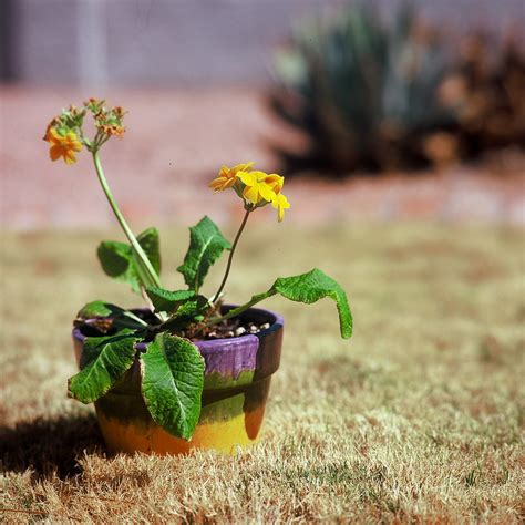 Just another potted plant | A potted plant for your Saturday… | Flickr