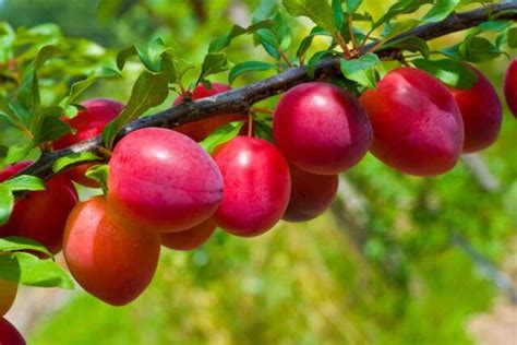 Red Plum Trees: Everything You Need To Know About Red Plums - Minneopa Orchards