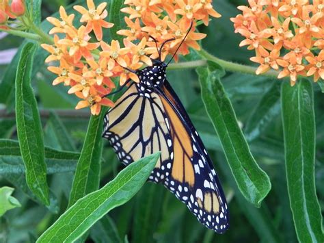 How to Grow Milkweed to Attract Monarch Butterflies - Dengarden