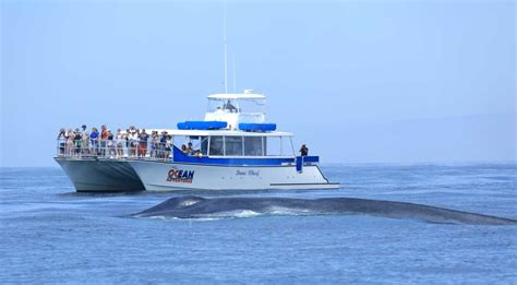 Dana Wharf Whale Watching - Dana Point Whale Watching