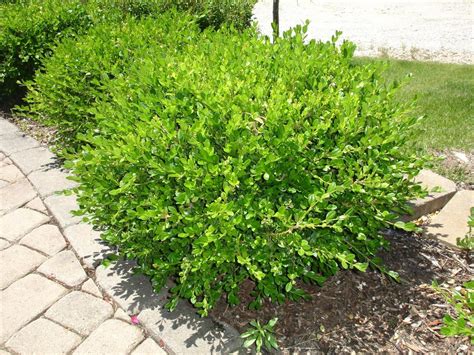 Boxwood, green year round. | Shrubs for landscaping, Landscaping trees, Landscaping plants