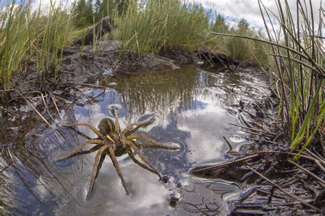 Raft Spider female resting on the surface of a moorland pool - Stock ...