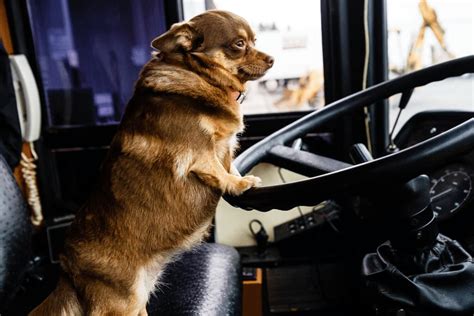 REQUISITOS PARA VIAJAR EN BUS POR COLOMBIA CON TUS MASCOTAS – Kanu Pet