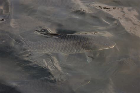 Humpbacked mahseer, Tiger of Kaveri, gets scientific name