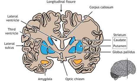 Lateral Fissure Brain