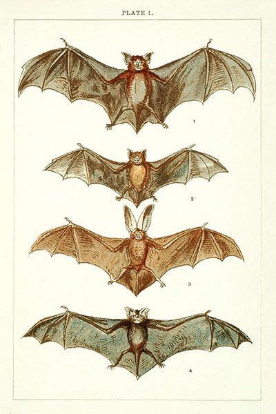 Vintage Bats by HauntingVisionsStock on deviantART | Bat art, Bat ...