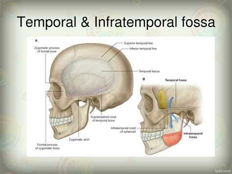 Pterygopalatine Fossa And Infratemporal Fossa