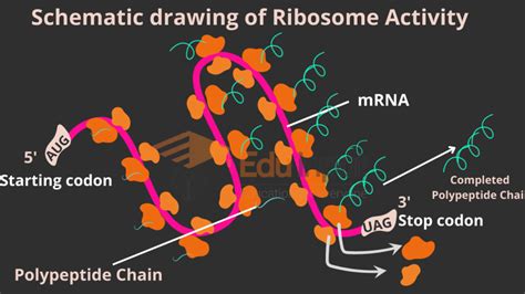 Ribosome- Definition, Structure, Types and Functions of Ribosomes