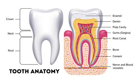 The Anatomy Of A Tooth In Four Parts - Arc Dental