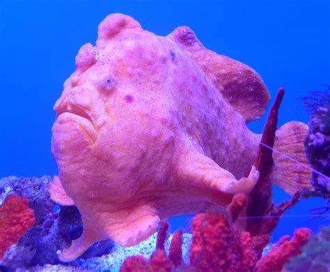 A Random Blog: The Ugliest Fish in the Sea