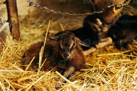 Newborn brown baby goat, goat kid, with siblings and mother goat 10 ...