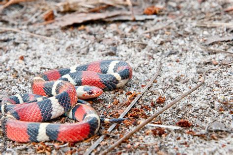 Scarlet Kingsnake Stock Photo | Adobe Stock