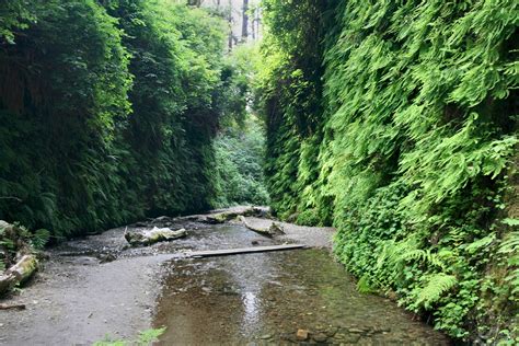 Fern Canyon, Prairie Creek Redwoods State Park, Humboldt County, California California National ...