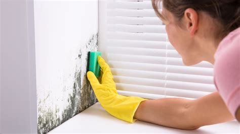 How to get rid of mold in a house – whether to DIY or not | Real Homes