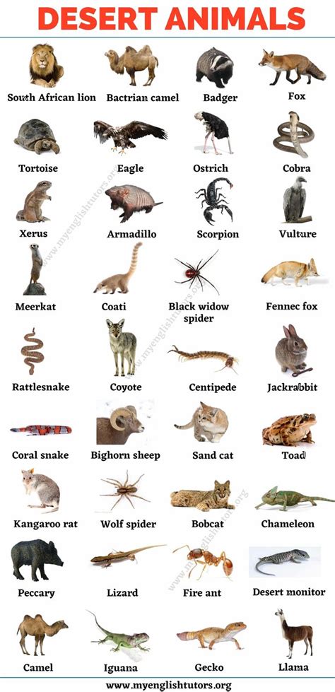 an animal chart with different types of animals and their names in english, spanish, and french