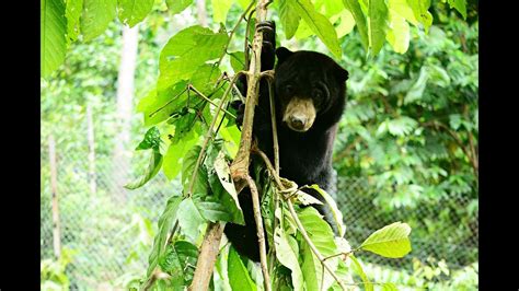 Sun Bear Behavior | Agility of the Sun Bear Climbing | BSBCC - YouTube