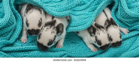 Cute Rabbits Babies Sleeping Stock Photo (Edit Now) 653515537