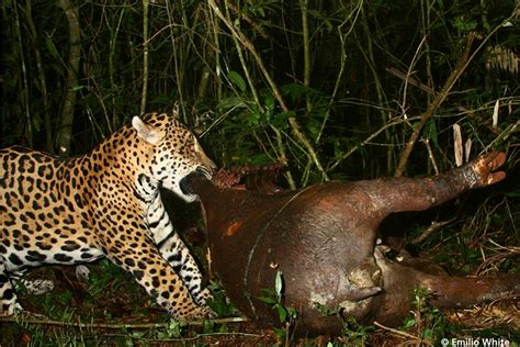 America's celebrity jaguar 'El Jefe' is a bear hunter | Predator vs Prey | Earth Touch News