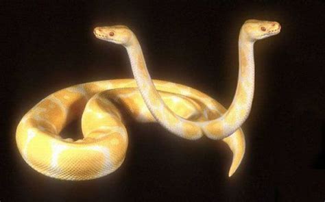 Two-Headed Snakes (28 pics)