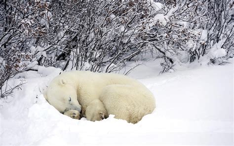 animals, Sleeping, Snow, Polar Bears Wallpapers HD / Desktop and Mobile Backgrounds