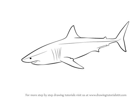 Shark Drawing Easy Step By Step | AESTHETIC DRAWING