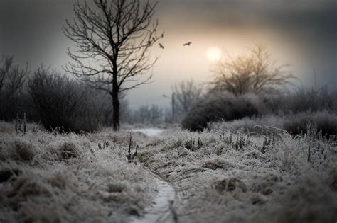 dark, winter, sky, nature, landscape, trees HD Wallpaper