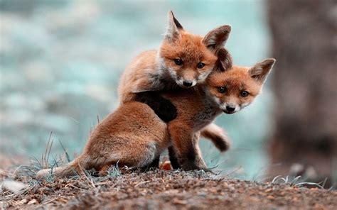 two fox cubs free picture | Cute animals, Cute animal photos, Baby animals