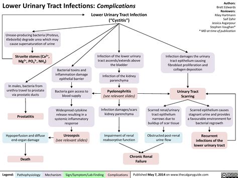 Lower Urinary Tract Infections: Complications | Calgary Guide