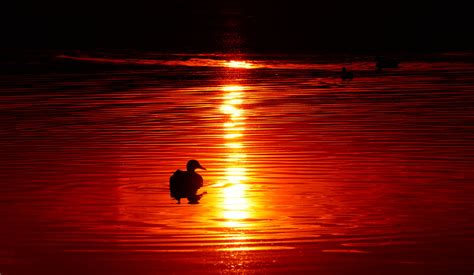 Sunset Bird Silhouette Free Stock Photo - Public Domain Pictures