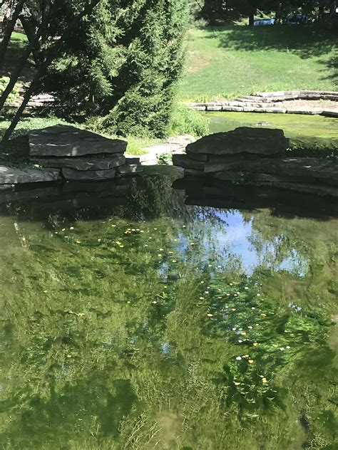 Five steps for pond algae removal in Dallas, TX | FNC PONDS