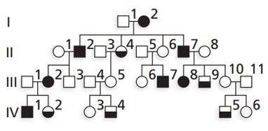 Solved . Brachydactyly type D is a human autosomal dominant | Chegg.com