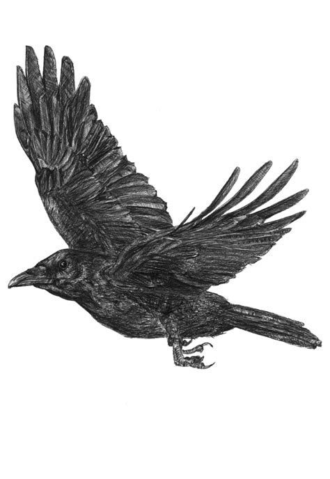 Pin by Diane Petersen on Crows, and other thoughts | Fly drawing, Crow flying, Crows drawing