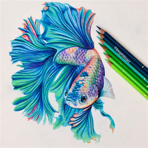 Original Artwork page 1 | Pencil drawings of animals, Color pencil art, Fish drawings
