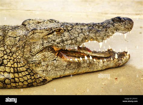 crocodile shows his teeth Stock Photo - Alamy