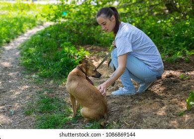 Shelter Homeless Animals Stock Photo 1086869144 | Shutterstock