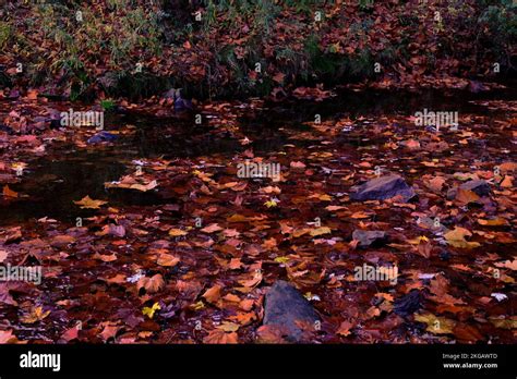 Fall in Tyler State Park Stock Photo - Alamy