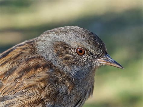 Dunnock Bird Facts (Prunella modularis) | Bird Fact