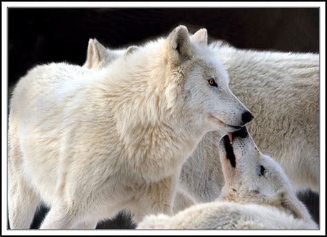 White wolves - Wolves Photo (37003495) - Fanpop