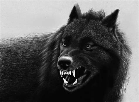 Lone Black Wolf Wallpapers - Top Free Lone Black Wolf Backgrounds ...