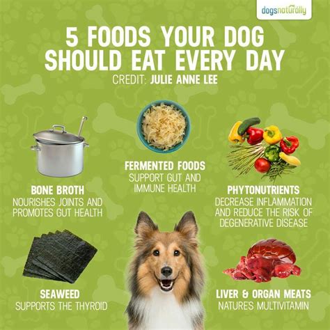 5 food your dog should eat Healthy Dog Food Homemade, Healthy Dog Food Recipes, Homemade Dog ...