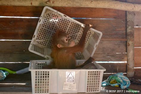 BOS Foundation Rescues Another Baby Orangutan - Orangutan Outreach