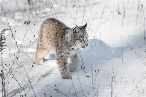 Canadian Lynx Lynx Canadensis Walks Across Snow Stock Image - Image of feline, natural: 107586657